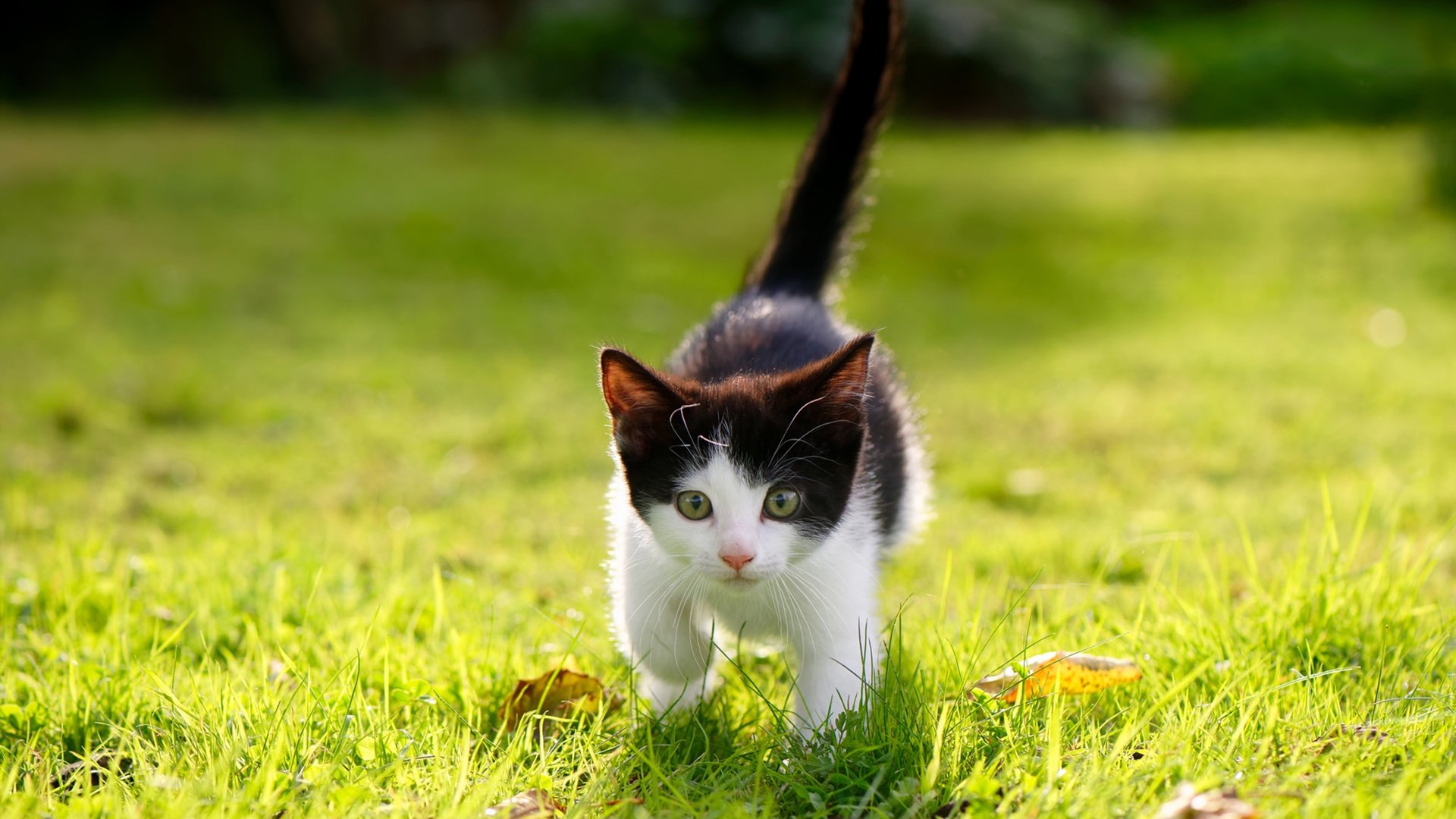 开云下载-0.2秒神话！上海队史诗逆袭，浇灭国王王座之火